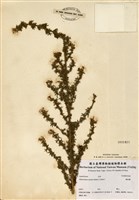 藏品(Adenocarpus mannii (Hook.f.) Hook.f.)的圖片